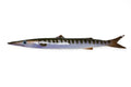 Barracuda Ceramic Fish