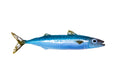 Atlantic Mackerel Ceramic Fish